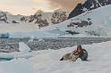 098 Antarctica, Cuverville Island, zeeluipaard